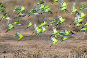 Wild Flock of vibrant green budgerigars flying in the outback of Australia Wild Flock of vibrant green budgerigars flying in the outback of Australia