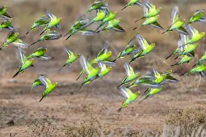 Wild Flock of vibrant green budgerigars flying in the outback of Australia