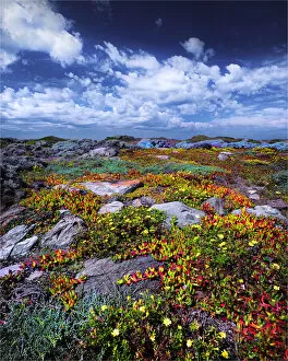 Images Dated 26th December 2018: Wild-flowers in bloom during late spring on the southern west coast of King Island