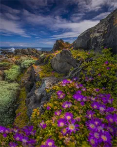 Prints of King Island, lush green pastures and wild coastal reserves is an island which is situated on the Western side of Bass Strait, and is part of the Australian state of Tasmania Beautiful Australian Wild Flower Prints: Wild-flowers in bloom during late spring on the southern west coast of King Island