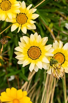 Beautiful Australian Wildflowers Collection: Wild Flowers, Tasmania
