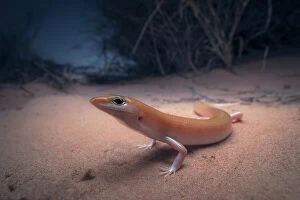 Images Dated 9th February 2023: A wild ghost skink (Eremiascincus phantasmus) at night with sand dune habitat, South Australia