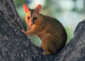Native Prints: A wild golden colour phase Brushtail Possum (Trichosurus vulpecula) in the bough of a tree in warm light