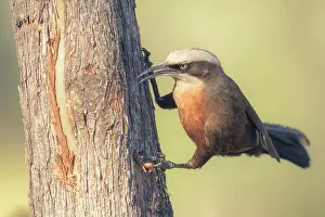 Kristian Bell Photography Prints: A wild gray-crowned babbler (Pomatostomus temporalis) hunting for a hidden grub under the bark of a tree