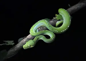 Macro Prints: Wild green tree python (Morelia viridis) on branch with vine