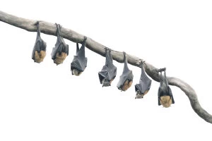 Kristian Bell Photography Collection: Wild Grey-headed flying fox (Pteropus poliocephalus) bats hanging from branch in high-key