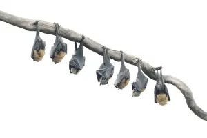 Kristian Bell Photography Prints: Wild Grey-headed flying fox (Pteropus poliocephalus) bats hanging from branch in high-key