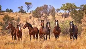 Images Dated 16th May 2014: Wild Horses Australia