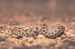 Wild Horseshoe whipsnake (Hemorrhois hippocrepis) portrait at night in Morocco