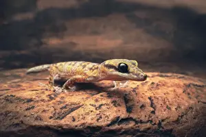 Kristian Bell Photography Prints: A wild, inland marbled gecko (Oedura cincta) walking across a rocky ledge at night in central Australia