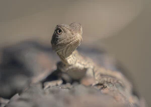 Kristian Bell Photography Collection: Wild juvenile Australian water dragon (Intellagama lesueurii) on log