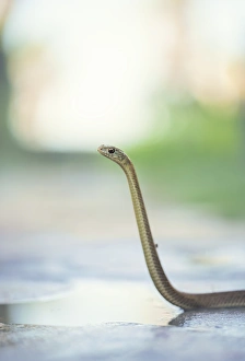 Wild juvenile Montpellier snake (Malpolon monspessulanus) lifting head to survey surroundings Wild juvenile Montpellier snake (Malpolon monspessulanus) lifting head to survey surroundings