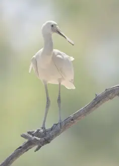 Fauna Prints: Wild, juvenile yellow-billed spoonbill (Platalea flavipes) perched on branch with blurred background