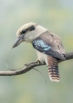 Avian Prints: Wild laughing kookaburra (Dacelo novaeguineae) perched on branch
