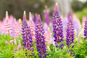 Wild Lupins, Tasmania