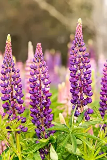 Wild Lupins, Tasmania