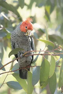 Avian Prints: Wild male gang gang cockatoo (Callocephalon fimbriatum) feeding on gumnuts in Australia
