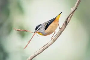 Kristian Bell Photography Prints: Wild male Spotted Pardalote (Pardalotus punctatus) perched on branch and carrying nesting material