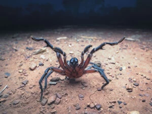 Kristian Bell Photography Collection: Wild male wishbone spider (Aname sp. ) approaching camera at night in threat display