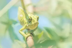 Exotic Prints: Wild Mediterranean chameleon (Chamaeleo chamaeleon) on branch in Andalucia, Spain