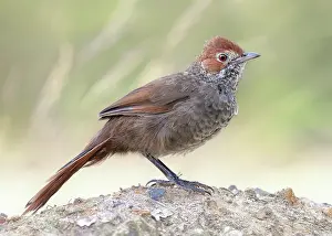Ground Prints: A wild Otways rufous bristlebird (Dasyornis broadbenti caryochrous) posing on a scrubby mound in Victoria