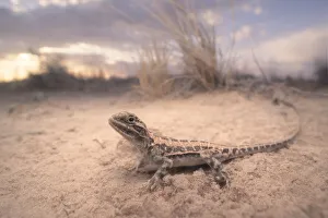 Wild painted dragon (Ctenophorus pictus) in sandy dunes at dusk Wild painted dragon (Ctenophorus pictus) in sandy dunes at dusk
