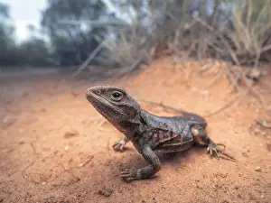 Macro Prints: Wild painted dragon (Ctenophorus pictus) in mallee habitat, Australia