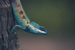 Images Dated 14th May 2018: Wild portrait of a Blue Crested Lizard (Calotes mystaceus)