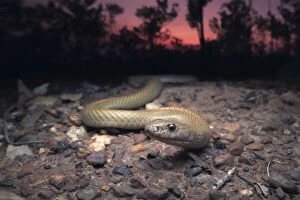 Kristian Bell Photography Collection: Wild Pygmy mulga snake (Pseudechis weigeli) on grit road at dusk in northern Australia