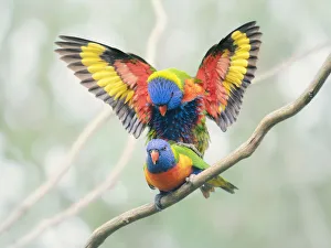 Wild rainbow lorikeets (Trichoglossus moluccanus) mating on a branch with wings outstretched Wild rainbow lorikeets (Trichoglossus moluccanus) mating on a branch with wings outstretched