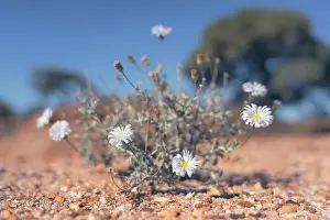 Macro Prints: A wild, rare and threatened plant - Arckaringa Daisy (Olearia arckaringensis) from outback Australia
