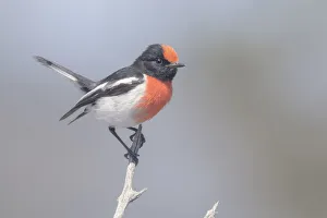 Wild red-capped robin (Petroica goodenovii) perched on branch Wild red-capped robin (Petroica goodenovii) perched on branch