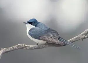 Kristian Bell Photography Prints: A wild restless flycatcher (Myiagra inquieta) perched on a branch with blurred background with subdued colors