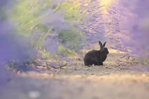 A wild roaming domestic rabbit in lavender field