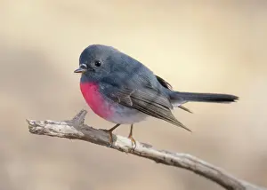 Kristian Bell Photography Prints: A wild rose robin (Petroica rosea) perched on a branch isolated against a blurred background