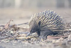 Kristian Bell Photography Prints: Wild short-beaked echidna (Tachyglossus aculeatus) in leaf litter