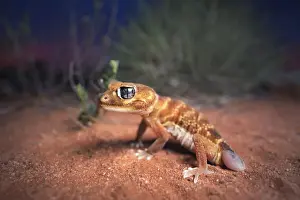 Macro Prints: Wild smooth knob-tailed gecko (Nephrurus levis) with regenerated tail with spinifex and mallee background
