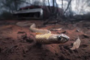 Venomous Prints: A wild strap snouted brown snake (Pseudonaja aspidorhyncha) emerges from under the wreck of a muscle car