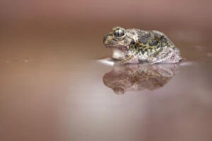 Kristian Bell Photography Collection: Wild Sudells Frog (Neobatrachus sudelli) sitting in muddy puddle