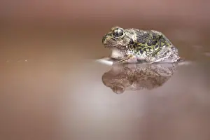 Macro Prints: Wild Sudells Frog (Neobatrachus sudelli) sitting in muddy puddle