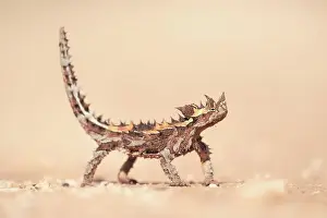Pose Prints: Wild thorny devil (Moloch horridus) isolated on a sand substrate with blurred background