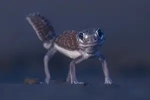 Creature Prints: A wild three-lined knob-tailed gecko (Nephrurus levis) standing in high leg pose with tail erect
