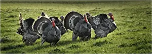 Wild Turkeys roaming in the countryside of King Island, Bass Strait, Tasmania, Australia