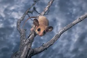 Climb Prints: Wild western pygmy possum (Cercartetus concinnus) on tree branch with clouds in background