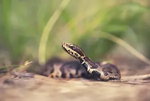 Venomous Prints: wild, wildlife, fauna, florida, serpent, deadly, predator, venomous, pitviper, cottonmouth