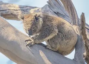 wild, wildlife, iconic, famous, Phascolarctos, cinereus, eucalyptus, Victoria
