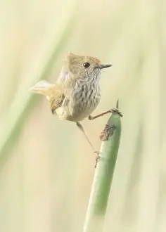 Kristian Bell Photography Prints: Wild and windblown brown thornbill (Acanthiza pusilla) on rush plant