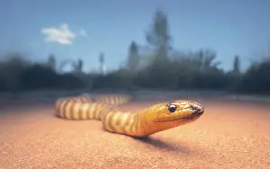 Kristian Bell Photography Prints: Wild woma python (Aspidites ramsayi) on sandy substrate with vegetation in background