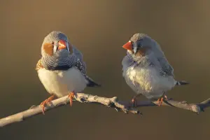Wild zebra finches (Taeniopygia guttata) perched on a branch in warm light