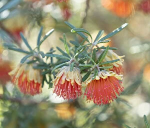 Beautiful Australian Wildflowers Collection: Wildflower